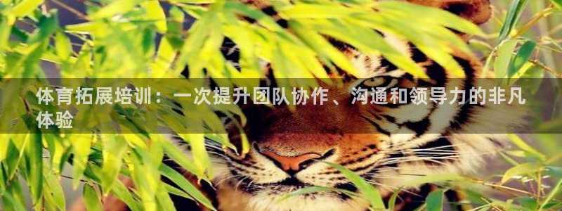 焦点娱乐公司：体育拓展培训：一次提升团队协作、沟通和