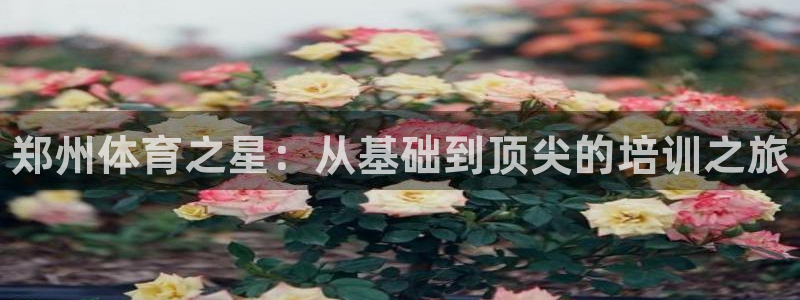 焦点娱乐说说句子：郑州体育之星：从基础到顶尖的培训之